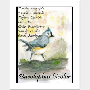 Tufted titmouse Posters and Art